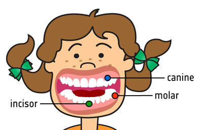 Tänder: skärtänder - hörntänder - premolarer och molarer (främre och bakre kindtänder)